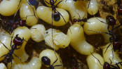 Messor cephalotes Königinnenpuppe _2.jpg