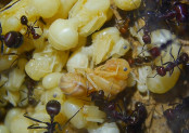 Messor cephalotes Königinpuppe Tag 19 _1.jpg