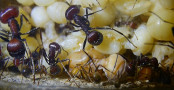 Messor cephalotes Königinpuppe Tag 20 _1.jpg