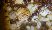 Messor cephalotes Königinpuppe Tag 20 _2.jpg