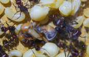 Messor cephalotes Königinpuppe Tag 23 _1.jpg