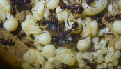 Messor cephalotes Königin _101.jpg