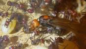 Messor cephalotes Königin _104.jpg