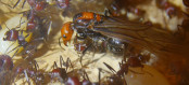 Messor cephalotes Königin _105.jpg