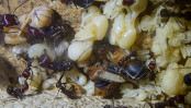 Messor cephalotes Königin _106.jpg