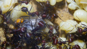 Messor cephalotes Königin _108.jpg