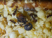 Messor cephalotes Königin _109.jpg