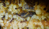 Messor cephalotes Königin _110.jpg