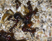 Messor cephalotes Königin getötet.jpg