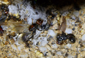 Tote Messor cephalotes Königin _1.jpg