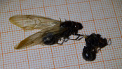 Tote Messor cephalotes Königin _2.jpg