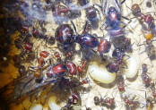 Messor cephalotes Königinnen _1.jpg