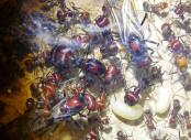 Messor cephalotes Königinnen _2.jpg