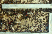 Messor cephalotes im Nest _1.jpg