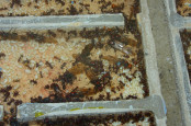 Messor cephalotes im Nest _2.jpg