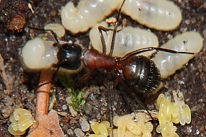 Camponotus ligniperdus.jpg