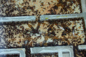 Messor cephalotes im Nest _3.jpg