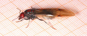 Messor cephalotes Königin _2.jpg