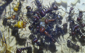 Messor cephalotes futtern eigene Larven _1.jpg