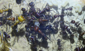 Messor cephalotes futtern eigene Larven.jpg