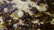 Messor cephalotes Larvenaufzucht #1.jpg