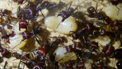 Messor cephalotes Larvenaufzucht #2.jpg