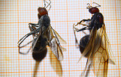 Camponotus singularis & Messor cephalotes Königin.jpg