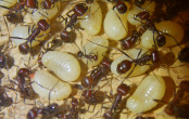 Messor cephalotes Larven.jpg