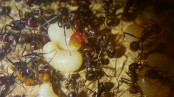 Messor cephalotes Larven _1.jpg