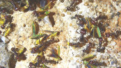 Messor cephalotes futtern Zikaden _2.jpg