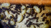 Messor cephalotes Brut _4.jpg