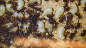 Messor cephalotes Brut _6.jpg