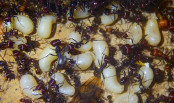 Messor cephalotes Brut _7.jpg