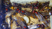 Messor cephalotes Königinnen _1.jpg