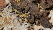 Messor cephalotes Körnerlagerung.jpg