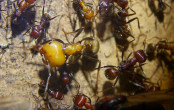 Messor cephalotes _3.jpg