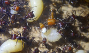 Messor cephalotes _4.jpg