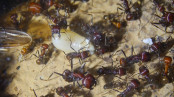 Messor cephalotes _5.jpg