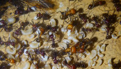 Messor cephalotes _6.jpg