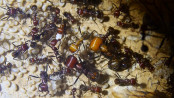 Messor cephalotes _8.jpg