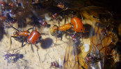Messor cephalotes _10.jpg