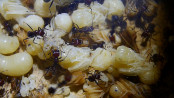 Messor cephalotes Königinnenpuppen _1.jpg