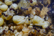 Messor cephalotes Königinnenpuppen _2.jpg