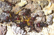 Messor cephalotes futtern Heuschrecke _2.jpg