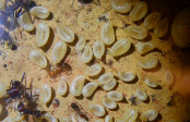 Messor cephalotes Jungköniginnenlarven.jpg