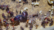 Messor cephalotes Altkönigin _1.jpg