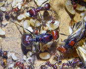 Messor cephalotes Altkönigin und Junkönigin.jpg