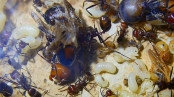 Messor cephalotes verkrüppelte Königin _1.jpg