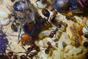 Messor cephalotes verkrüppelte Königin _2.jpg