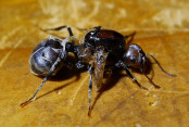 Fehlentwickelte Messor cephalotes Königin _1.jpg